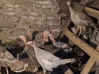 Turkeys — foto 2
