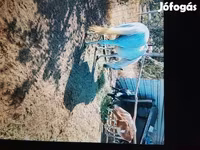 Ziege, Nubian Goat — Foto 1