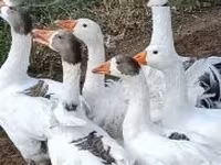 Geese — फ़ोटो 1
