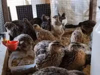 Quails — foto 5