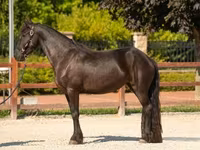 母马, Friesian — 照片 3