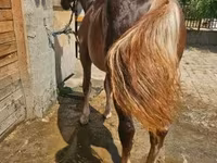 Madyan, Atlar — foto 4