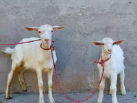 Cabra, Saanen goat — foto 1