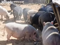Boar, Вьетнамская вислобрюхая — photo 1