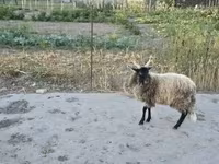 公羊, Racka sheep — 照片 3