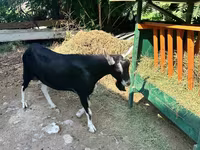 Cabro, Alpine goat — foto 2