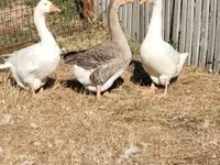 Geese — फ़ोटो 7