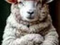 Widder, Schafe — Foto 2