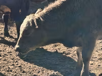 Bull, Aberdeen-Angus — photo 7
