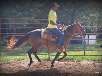 Бие, Standardbred — 8-сурет