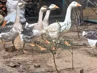 Geese — foto 2
