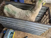 Ovelha, Kuibyshev sheep — foto 3