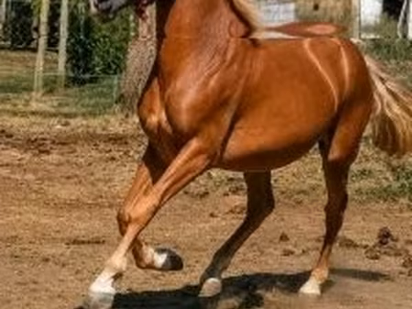 Caballo, Haflinger — Hungría