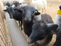 公羊, Ouessant sheep — 照片 1