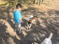 تيس, Dutch Landrace goats — الصورة 3