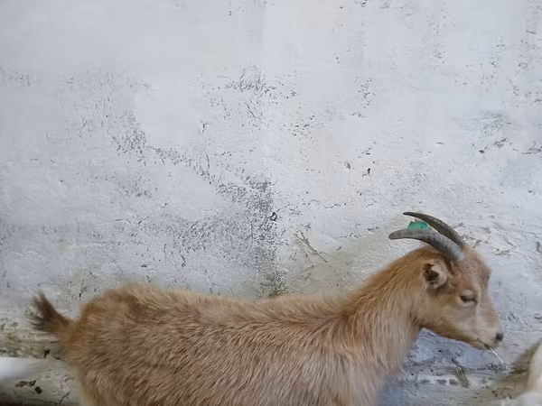 Goat, Saanen goat