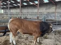 Bika, Partenaise cattle — 4. fotó