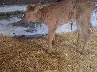 Toro, Ganado vacuno — foto 1