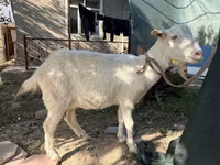 Ziege, Russian White goat — Foto 4