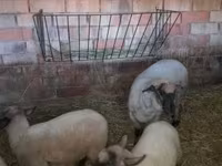 Schaf, White Suffolk sheep — Foto 2