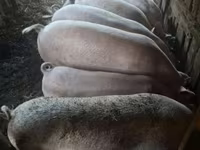 公猪, Pigs — 照片 5