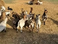 母山羊, Dutch Landrace goats — 照片 2