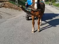 Hing, Lovak — 6. fotó