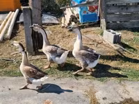 Geese — foto 5