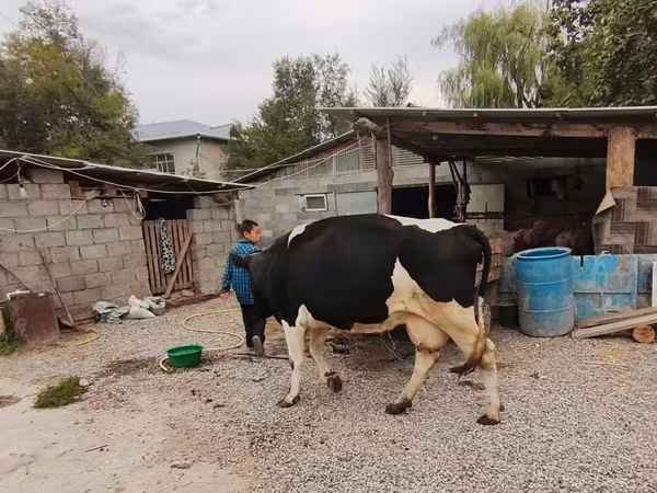 Tehén, Holstein fajta