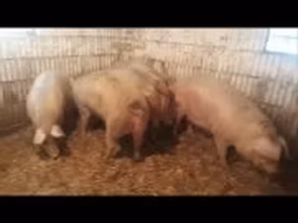 Pigs (batch, sex not specified), Pigs — Hungary