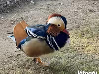 Ducks — photo 1