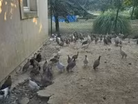 Guinea fowl — 3-сурет