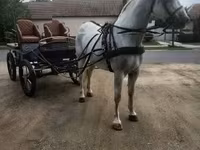 At, Lipizzaner — foto 4