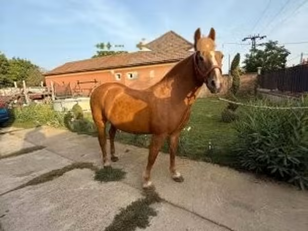 Kanca, Haflinger