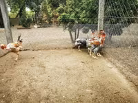 Chickens — 2-сурет