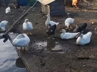 डोमेस्टिक मस्कोवी — फ़ोटो 2