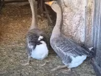 Geese — photo 3