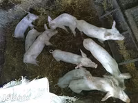 公猪, Pigs — 照片 2