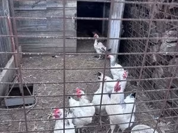 Sussex — Węgry