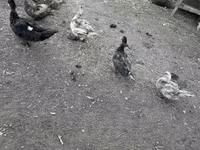 Ducks — photo 3