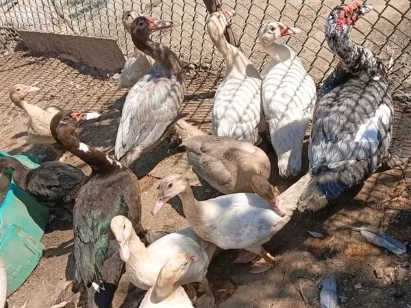 Házi pézsmaréce