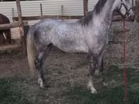Hing, Lipizzaner — 6. fotó