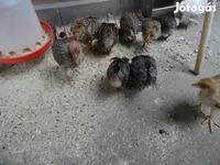 Chickens — 照片 1