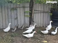 Ducks — Foto 1