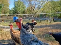 Turkeys — फ़ोटो 2