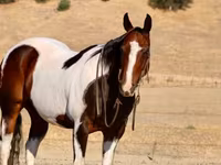 公马, National Show Horse — 照片 7