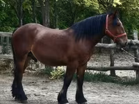 Cheval, Chevaux — photo 3