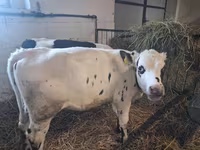 Krava, Russian Black pied cattle — foto 2