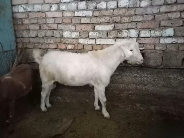 Козёл, Козлы