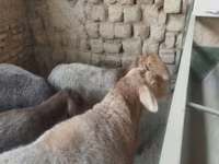 Owca, Owce — zdjęcie 4